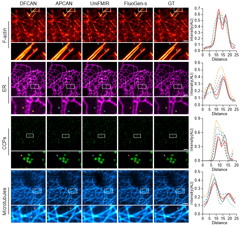 Qualitative comparison of FluoGen with other generative methods on representative cellular structures.
