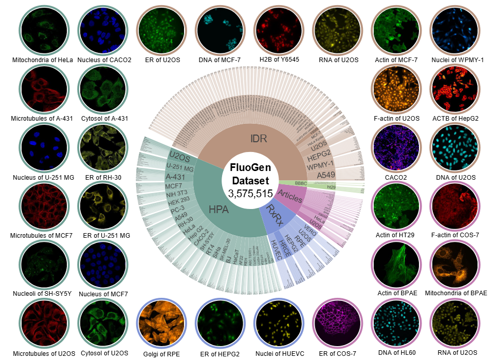 Large-scale, heterogeneous fluorescence microscopy dataset for generative pre-training.